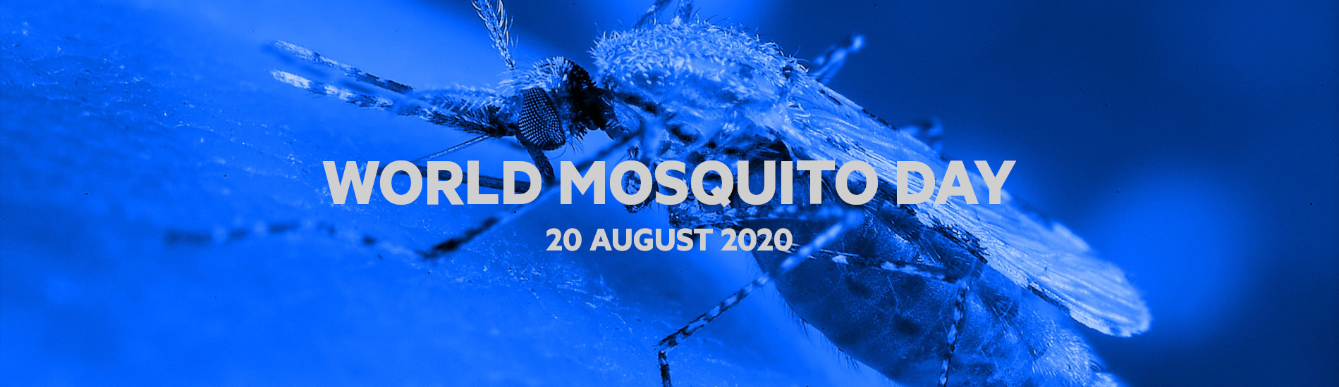 World Mosquito Day 2020
